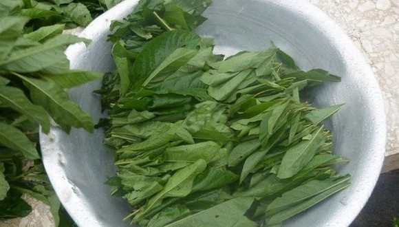 cncmut-legume-togo